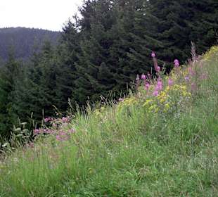 Blühwiese im August