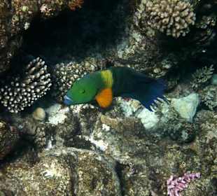 UW-Bild vom Hausriff