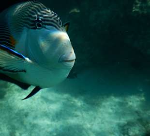 Arabischer Doktorfisch