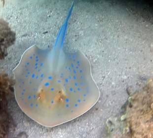 Rochen am Amwaj Blue Beach Resort & Spa Abu Soma