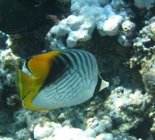 Fähnchenfalterfisch