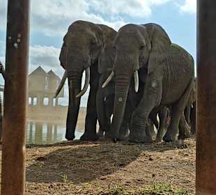 🐘