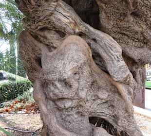 Uralter Olivenbaum im Königspark