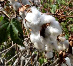 Baumwolle im Kräutergarten