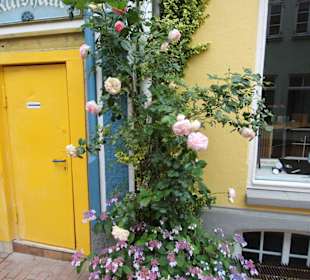 Rosen in der Altstadt