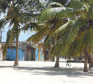 Saona