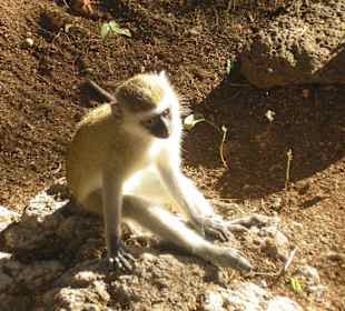 Schauspieler-Äffchen an Mzima Spring (Tsavo West)