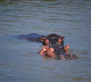 Hippos Cap Vidal