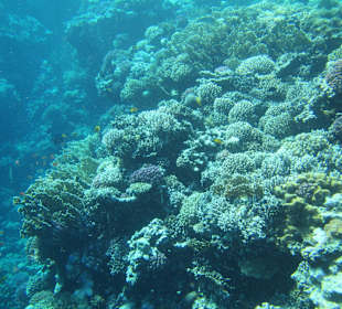 Schnorcheln Sharm El Naga