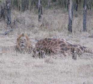 Löwe mit großer Beute