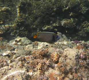 Imperatar Kaiserfisch