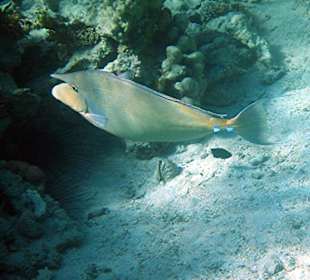 Kurznasendoktorfisch