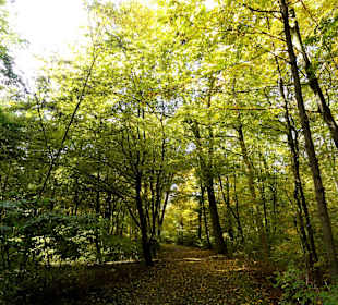 Herbstspaziergang durch den Bürgerpark Bremen