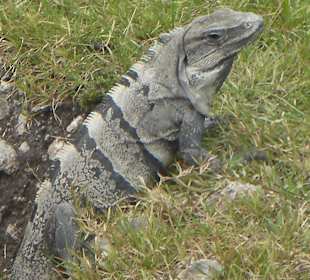 Bewohner in den alten Gemäuern