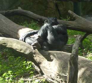 Berliner Zoo