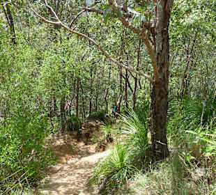 Jungle