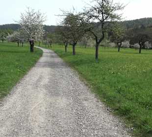 Walderlebnisweg Rottenburg