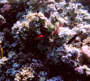 Einmalige Korallenwelt am Strand