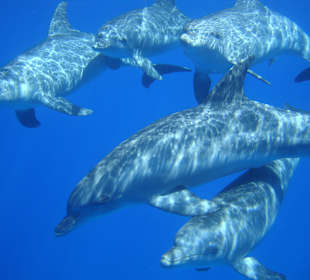 Delfinschulen im Roten Mee