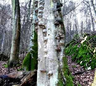 Baum mit Schwämmen am Wanderweg im Altmühltal in Essing