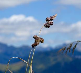 Natur Grafenberg