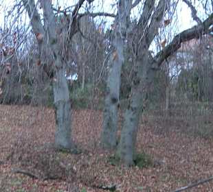 Park Wiederholdstaffel