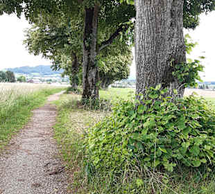 Wandern St. Georgen im Attergau