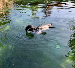 Pinguin 