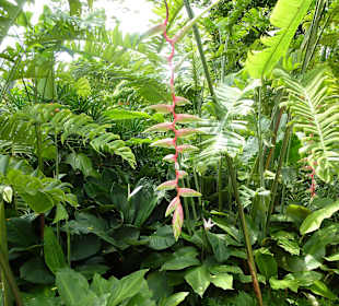 Im Garten der Orchideen
