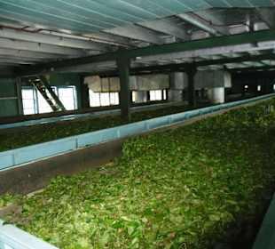 Teefabrik bei der Kandytour mit Shelton