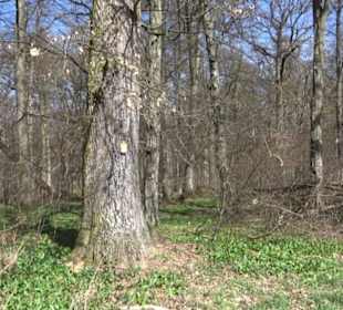 Premiumwanderweg "hochgeblickt"
