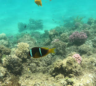 Tauchbasis Tauchen unter Freunden