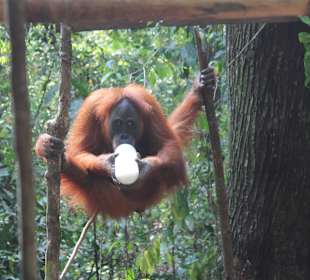 Fütterungsplattform