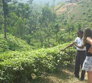 Teeplantage