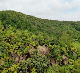 Teeplantage Sey-Tea Grande Anse