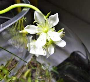 Fleischfressende Pflanzen