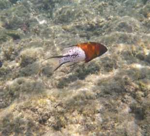 Schweinslippfisch