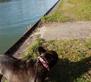 Hunde sind hier erlaubt , Wassernapf vorhanden