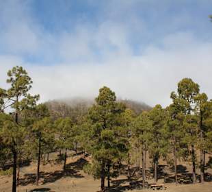 Kiefernwald im Teide Nationalpark