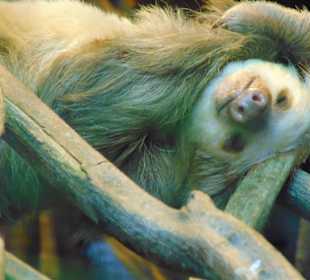 La Paz Waterfall Gardens