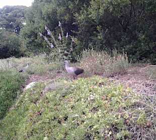 Botanischer Garten Kirstenbosch