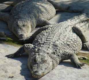 Besuch auf der Krokodilfarm