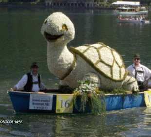 Krokodil ( Narzissenfest )