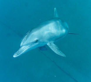 Der Delfin war an 2 Tagen alleine am Hotel