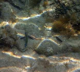 Tauchbasis Waterhoppers Rhodos