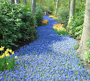 Парк Кекенхоф в Голандии