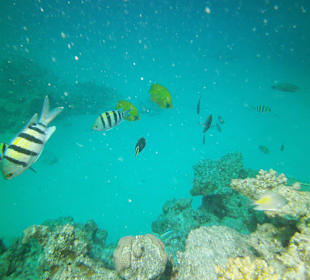 Tauchen bei der Dive Connection