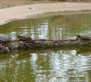 Schildkröten