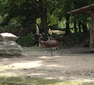 Zoo Heidelberg