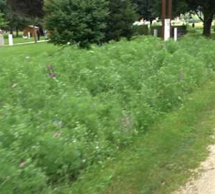 Blühendes Neresheim 2021